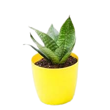 Sansevieria Plant