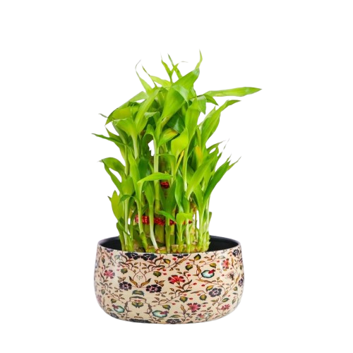 Lucky Bamboo Plant