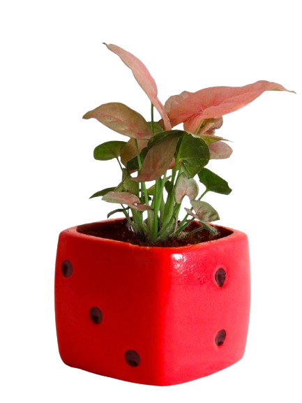  Good Luck Air Purifying Pink Syngonium 