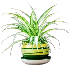 KYARI Spider Indoor Plants for Living Room